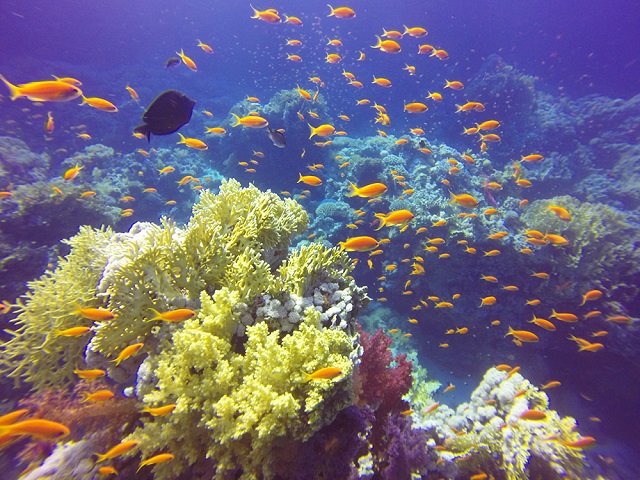 Scuba diving Marsa Alam | Diving in Marsa Alam